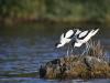Avocettes Elegantes